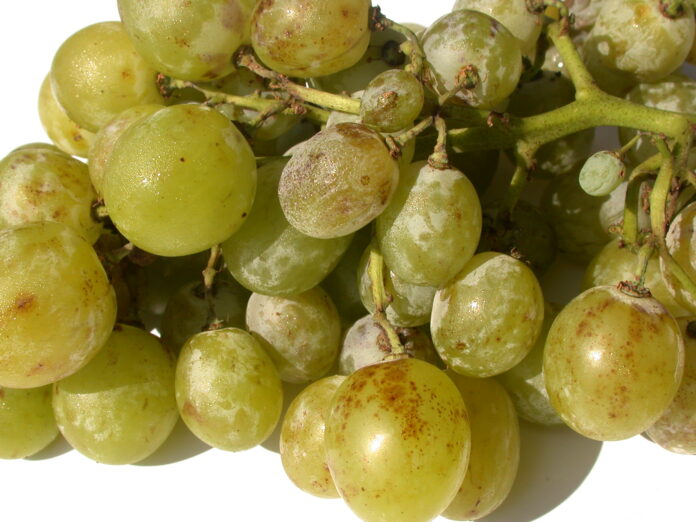 uva da tavola