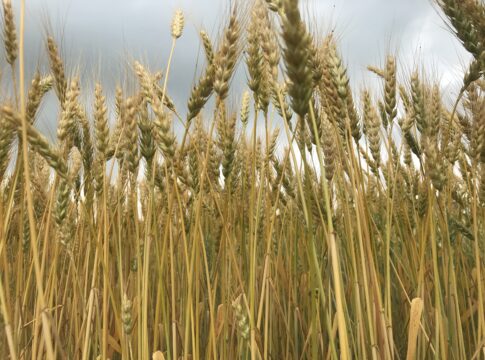 Frumento tenero: la produzione italiana cresce del 10% frumento tenero