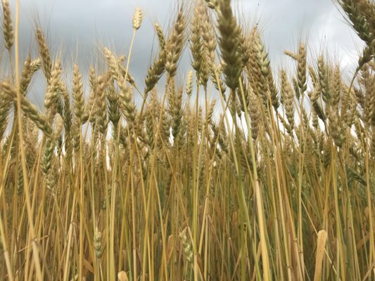 Frumento tenero: la produzione italiana cresce del 10%