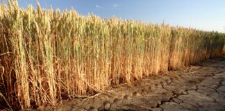 Cambiamento climatico: dall’emergenza alla nuova normalità