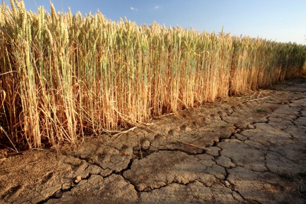 Cambiamento climatico: dall’emergenza alla nuova normalità