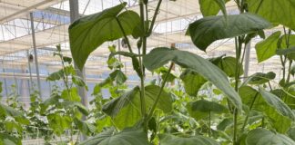 A Latina nuove serre per la ricerca sul cetriolo