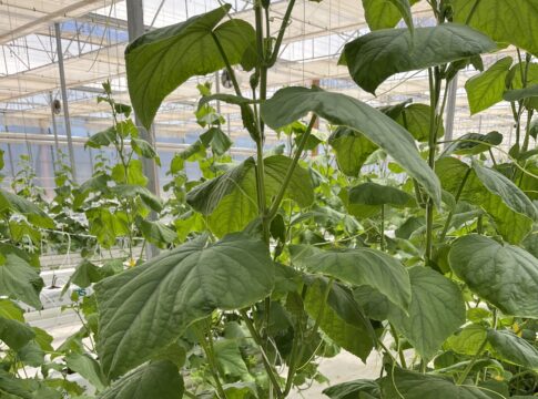 A Latina nuove serre per la ricerca sul cetriolo
