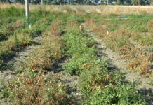 Pomodoro da industria in preraccolta, la difesa non si ferma con il caldo