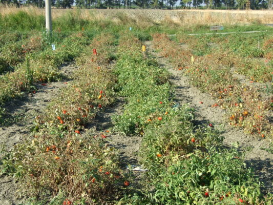 Pomodoro da industria in preraccolta, la difesa non si ferma con il caldo