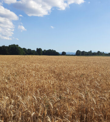 Orzo, un’altra stagione da incorniciare