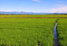 Piemonte, nasce il Tavolo Verde per il confronto tra Regione e agricoltori