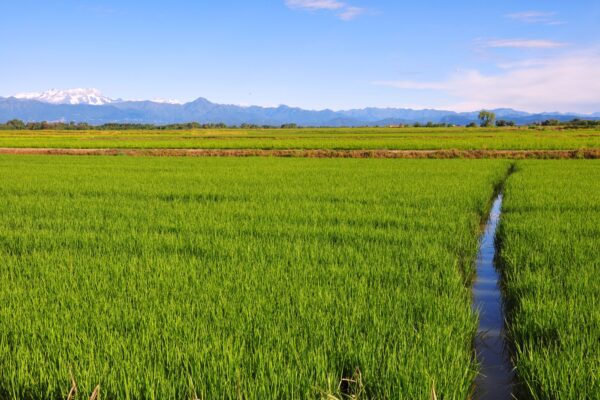 Piemonte, nasce il Tavolo Verde per il confronto tra Regione e agricoltori