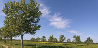 Agroforestazione, dall’abbandono alla riscoperta in chiave moderna