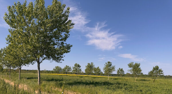 Agroforestazione, dall’abbandono alla riscoperta in chiave moderna