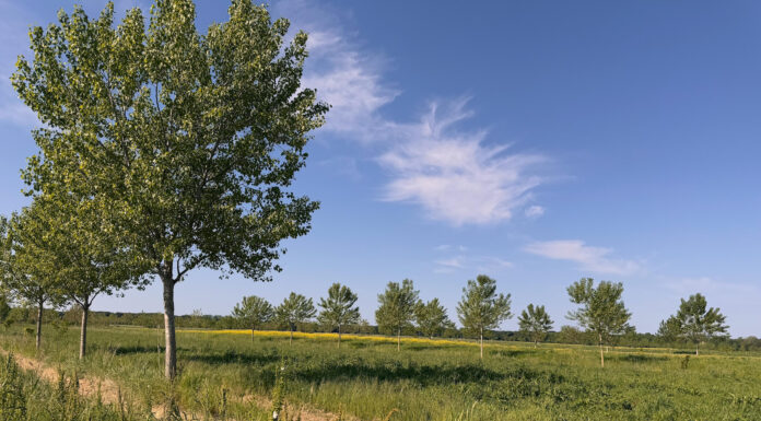 Agroforestazione, dall’abbandono alla riscoperta in chiave moderna