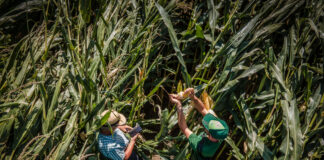 Mais e grandine: l’assicurazione protegge il reddito mais grandine assicurazione