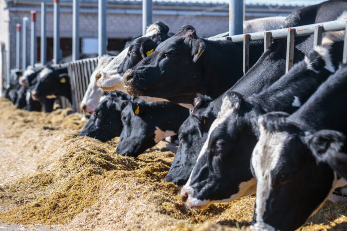 vacche_razione_stalla_breed of hornless dairy cows eating silos fodder in cowshed farm