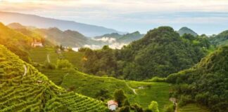 Veneto, l’agricoltura vale 8,5 miliardi: nel 2025 crescita del 7,4%