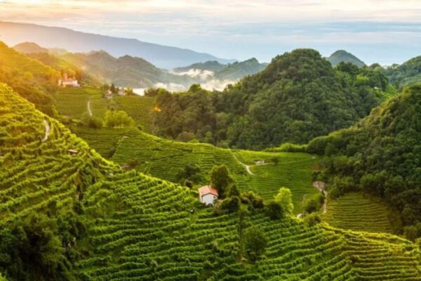 Veneto, l’agricoltura vale 8,5 miliardi: nel 2025 crescita del 7,4%