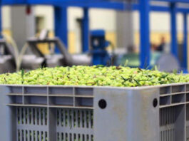 Olio, l’allarme dei frantoiani: senza correttivi è a rischio il ritiro delle olive