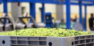 Olio, l’allarme dei frantoiani: senza correttivi è a rischio il ritiro delle olive