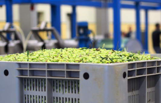Olio, l’allarme dei frantoiani: senza correttivi è a rischio il ritiro delle olive