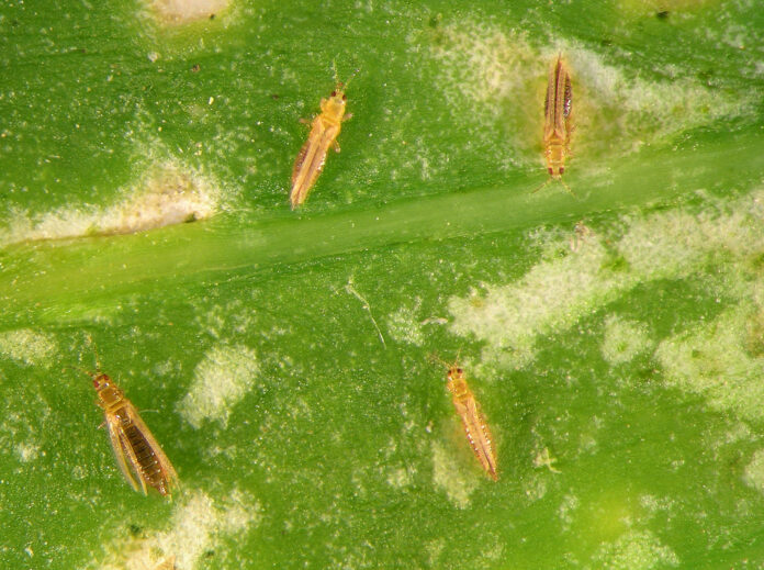 Frankliniella occidentalis_Western flower thrips, Frankliniella occidentali, (Thysanoptera: Thripidae) on the surface of spice leaf
