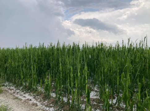 Clima estremo, quasi sette aziende agricole su dieci colpite negli ultimi tre anni