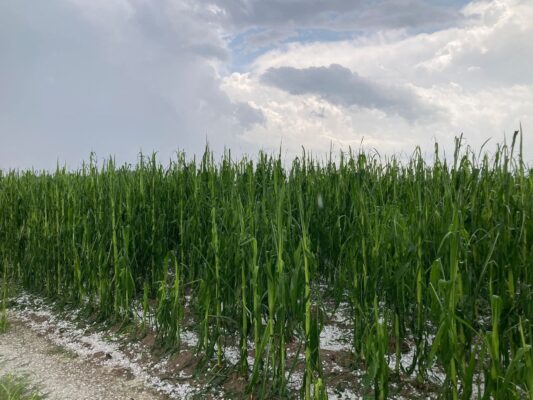 Clima estremo, quasi sette aziende agricole su dieci colpite negli ultimi tre anni