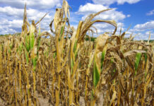 Caldo record e siccità, bollino rosso nei campi e nelle stalle