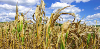 Caldo record e siccità, bollino rosso nei campi e nelle stalle