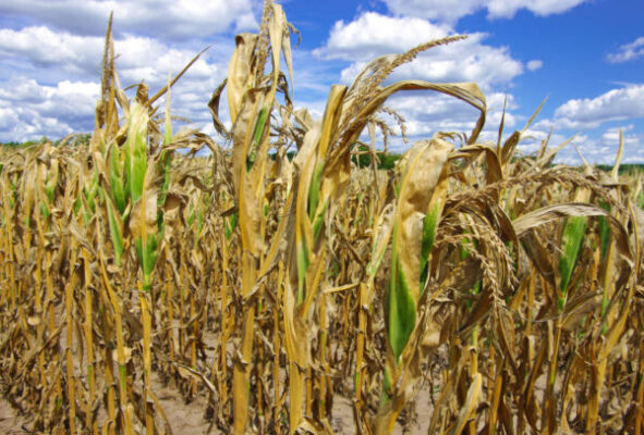 Caldo record e siccità, bollino rosso nei campi e nelle stalle
