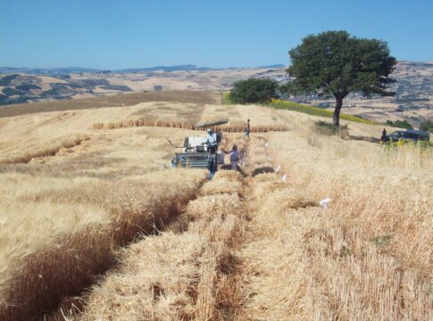 Molise, bando da 10 milioni per agriturismi, fattorie didattiche e agricoltura sociale