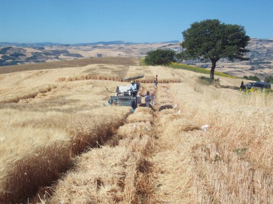 Molise, bando da 10 milioni per agriturismi, fattorie didattiche e agricoltura sociale