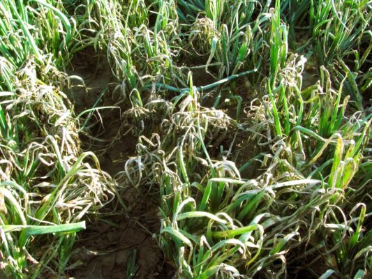 Cipolla, difficile diagnosticare i sintomi da stemfiliosi