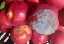 Marciumi secondari su frutti: un aiuto da calcio e oli essenziali