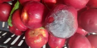 Marciumi secondari su frutti: un aiuto da calcio e oli essenziali