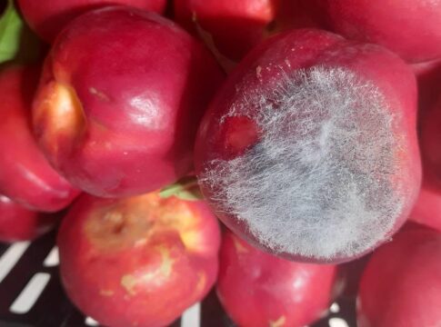 Marciumi secondari su frutti: un aiuto da calcio e oli essenziali