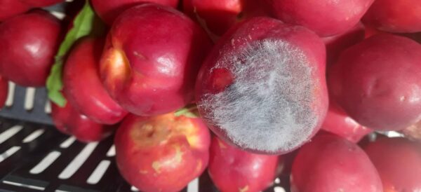 Marciumi secondari su frutti: un aiuto da calcio e oli essenziali