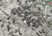 Cavallette sull’erba medica: azione mirata sulle grillare cavallette