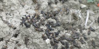 Cavallette sull’erba medica: azione mirata sulle grillare cavallette