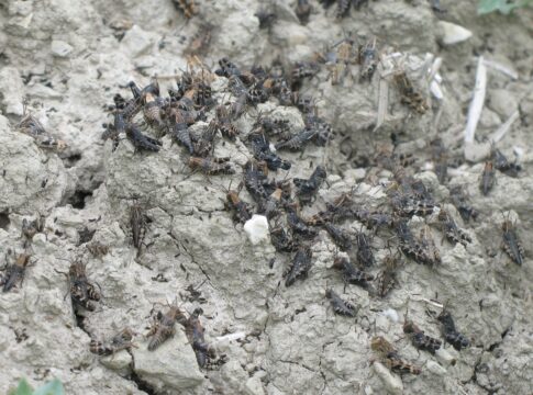 Cavallette sull’erba medica: azione mirata sulle grillare cavallette