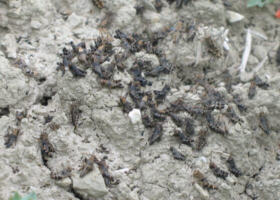 Cavallette sull’erba medica: azione mirata sulle grillare