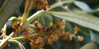 Tignola dell’olivo, meglio colpire la prima generazione