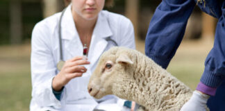 Blue tongue, in Abruzzo risarcimenti in arrivo, in Emilia-Romagna contributi per i vaccini