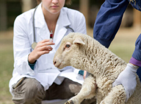 Blue tongue, in Abruzzo risarcimenti in arrivo, in Emilia-Romagna contributi per i vaccini