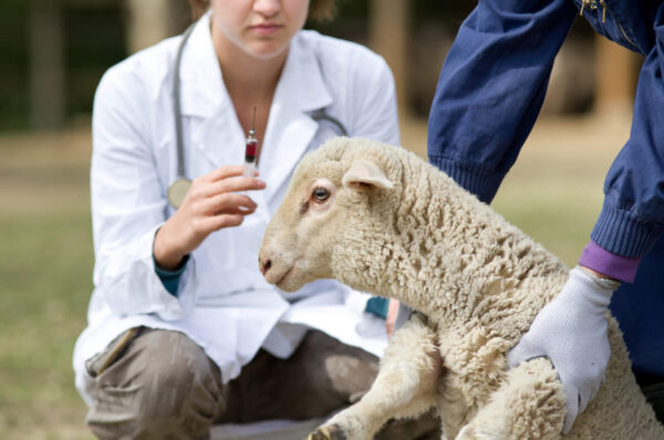 Blue tongue, in Abruzzo risarcimenti in arrivo, in Emilia-Romagna contributi per i vaccini