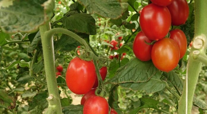 Pomodoro senza sapore? La genetica racconta una storia diversa