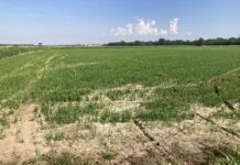 Superfici riso e carenza idrica