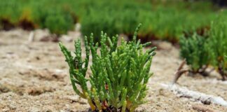 Salicornia, il progetto che punta a recuperare i terreni salinizzati