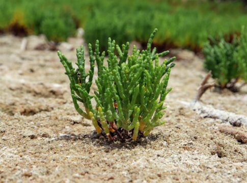 Salicornia, il progetto che punta a recuperare i terreni salinizzati