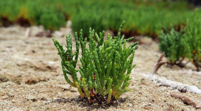 Salicornia, il progetto che punta a recuperare i terreni salinizzati
