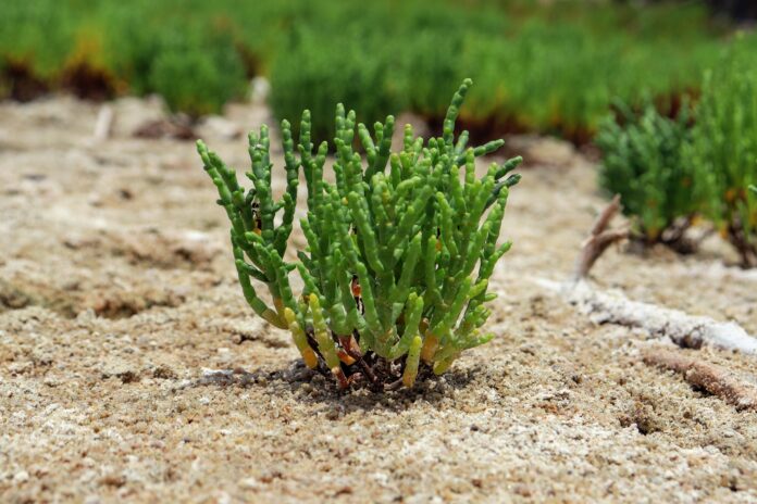 salicornia