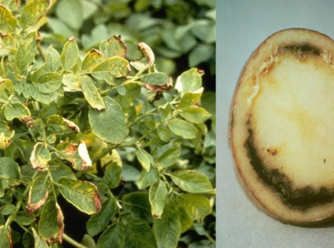 Patata, trovato focolaio di marciume anulare in Calabria